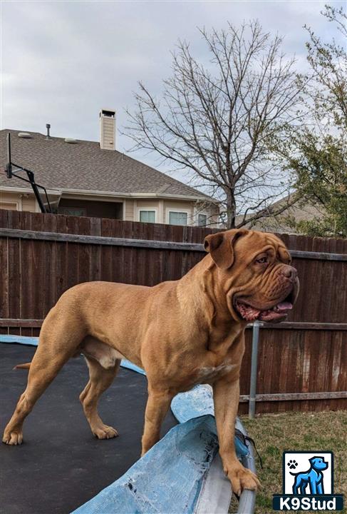 a dogue de bordeaux dog standing on a trampoline