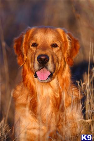 a golden retriever dog with its tongue out