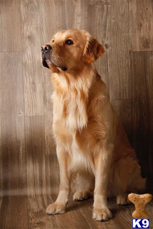 a golden retriever dog standing in front of a wooden wall