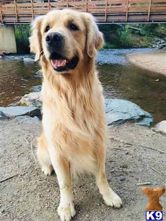 a golden retriever dog sitting on a concrete surface