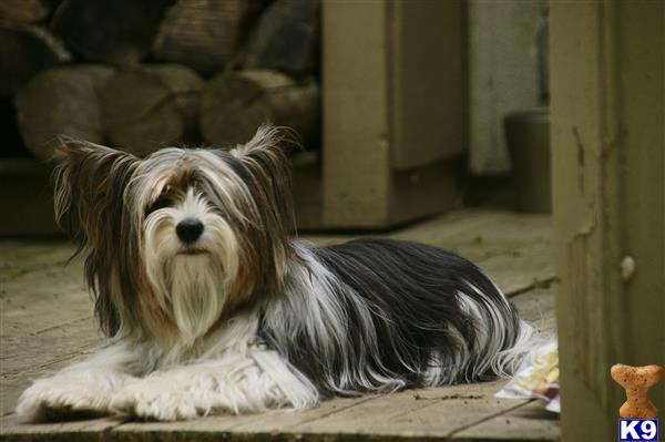 a biewer yorkshire terriers dog lying on the ground