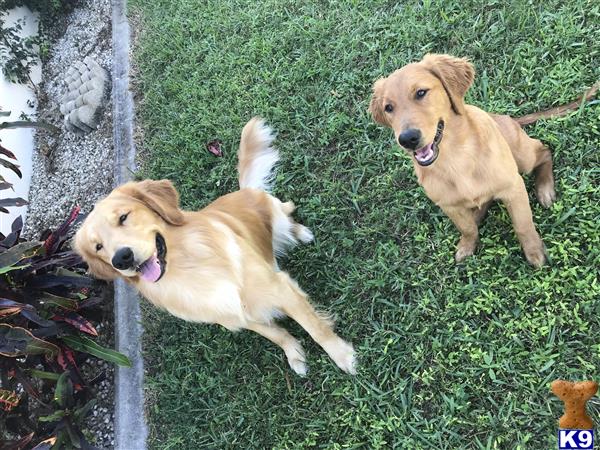 two golden retriever dogs playing in the grass