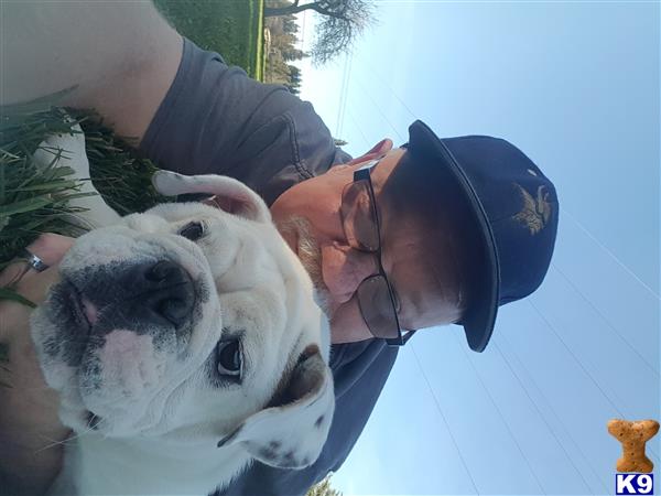 a man with a bulldog dog