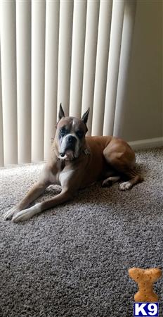 a boxer dog lying on the ground
