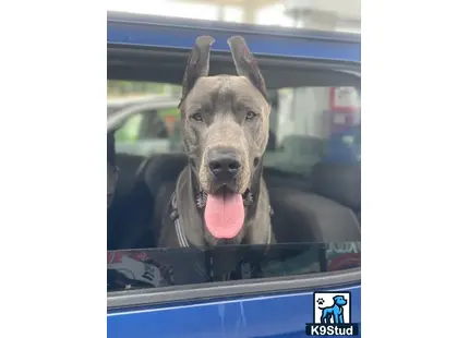 a great dane dog sticking its tongue out