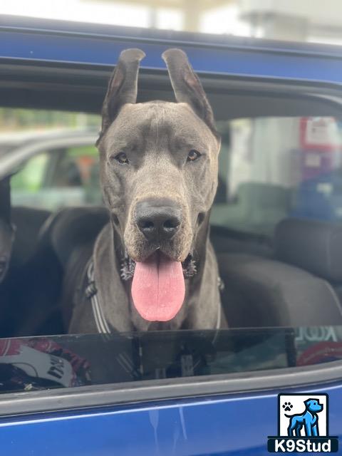 a great dane dog sticking its tongue out