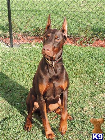 a doberman pinscher dog standing on grass