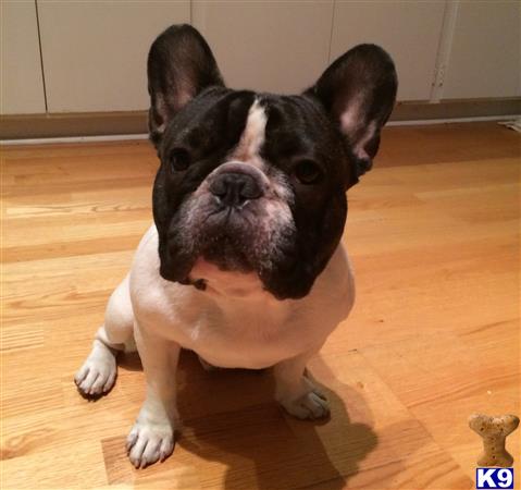 a french bulldog dog sitting on the floor