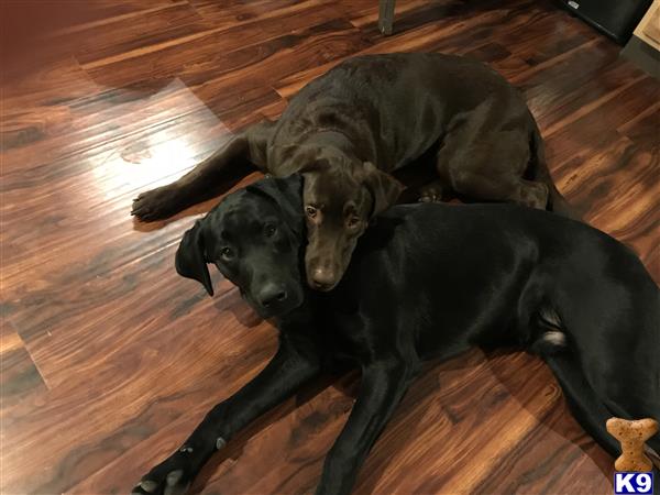 a couple of labrador retriever dogs lying on a wood floor
