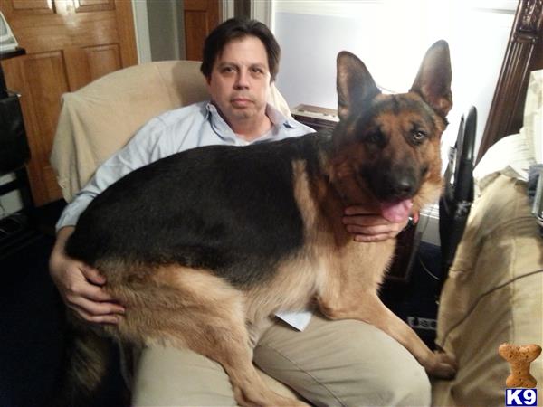 a person holding a german shepherd dog