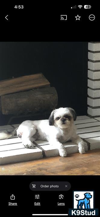 a shih tzu dog lying on a wood floor