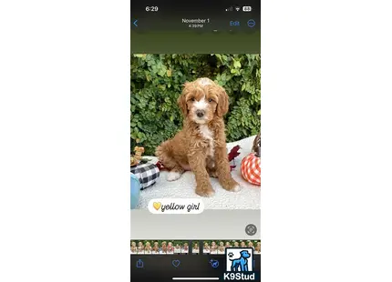 a screenshot of a goldendoodles dog