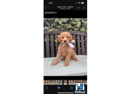 a goldendoodles dog sitting on a bench