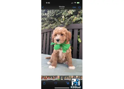 a goldendoodles dog wearing a bow tie