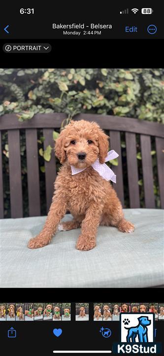 a goldendoodles dog sitting on a bench