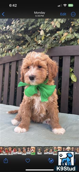 a goldendoodles dog wearing a bow tie