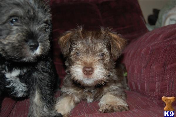 Miniature Schnauzer Puppy for Sale: Liver male, very loving and pre ...