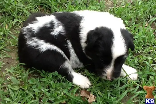 a black and white australian shepherd puppy lying in the grass
