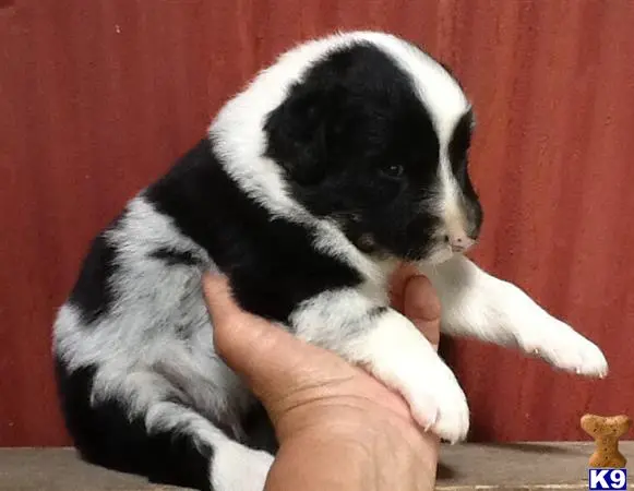 a person holding a australian shepherd puppy