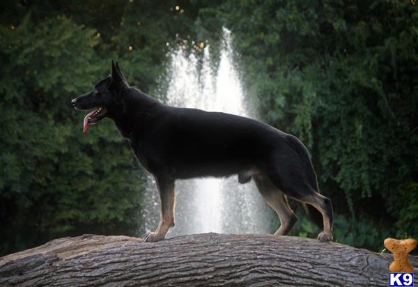 a german shepherd dog standing on a log
