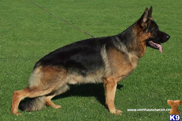 a german shepherd dog on a leash