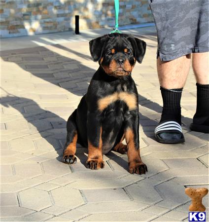 a rottweiler dog sitting on a sidewalk