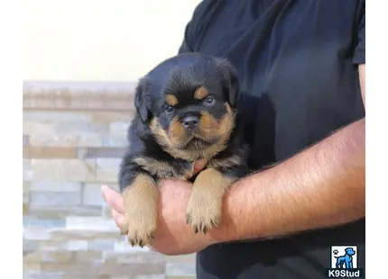a person holding a rottweiler puppy