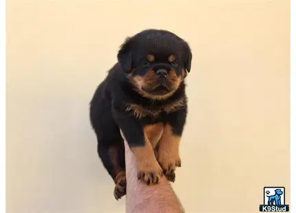 a rottweiler dog sitting on a persons hand
