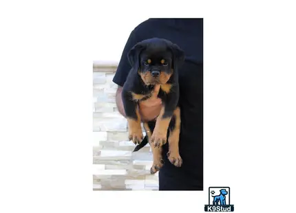 a rottweiler dog wearing a hat