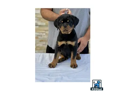 a person holding a rottweiler dog