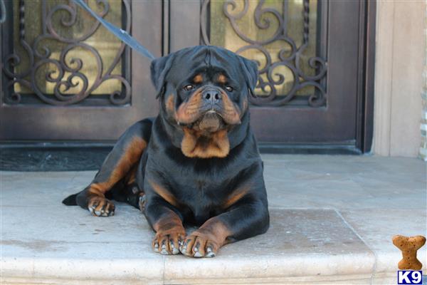 a rottweiler dog sitting on a porch