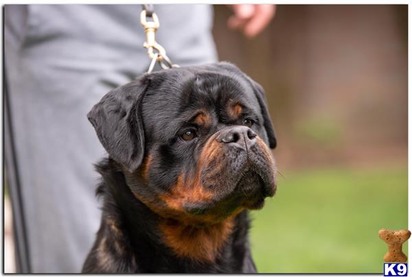 a rottweiler dog with a chain on its ear