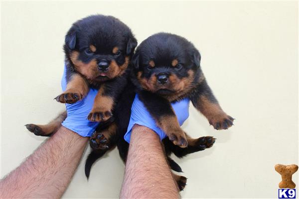 a person holding a couple of rottweiler puppies