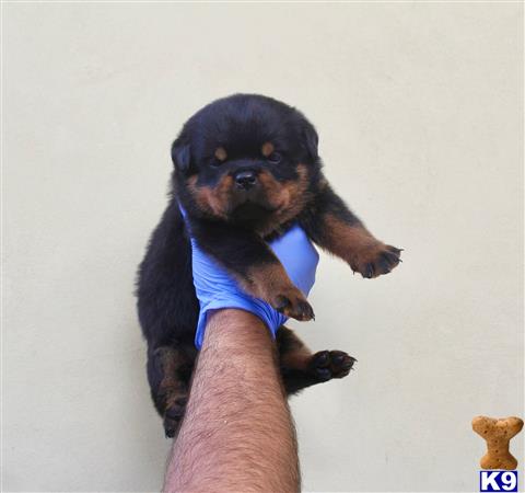 a person holding a rottweiler dog