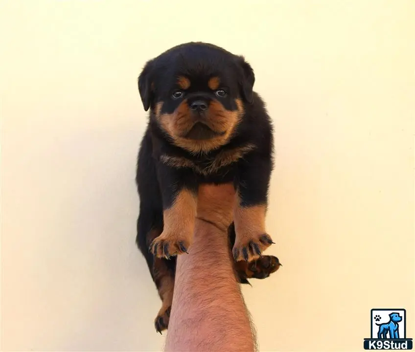 a person holding a rottweiler dog