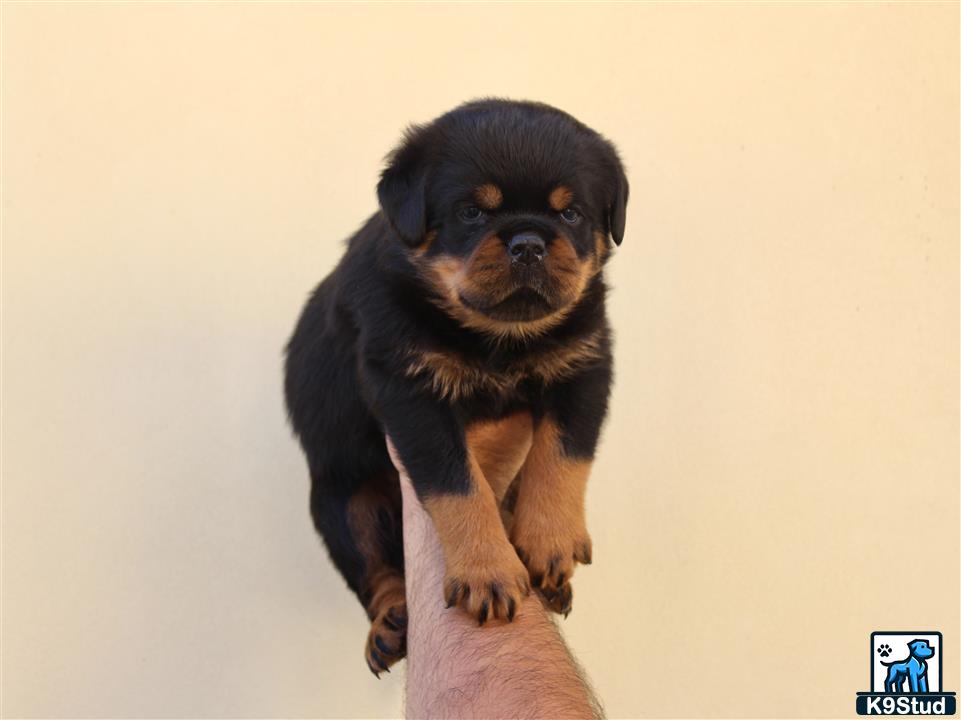 a rottweiler dog sitting on a persons hand