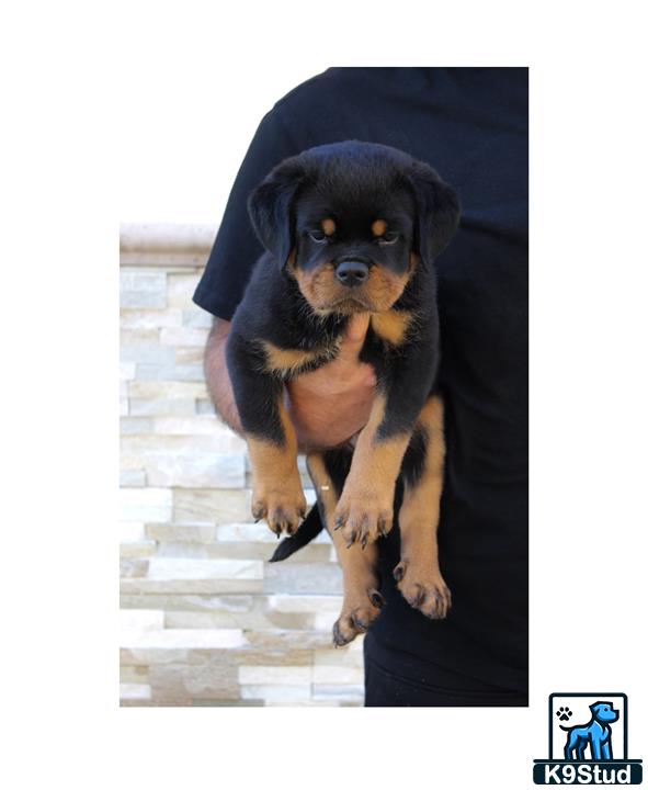 a rottweiler dog wearing a hat