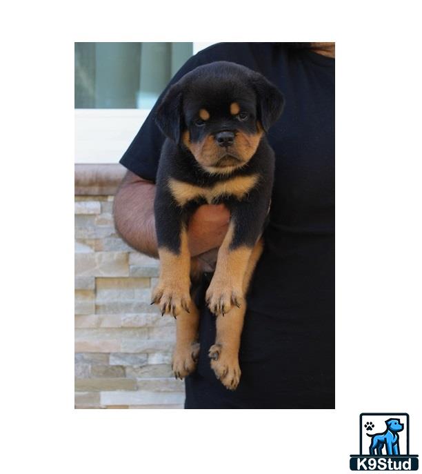 a rottweiler dog wearing a shirt