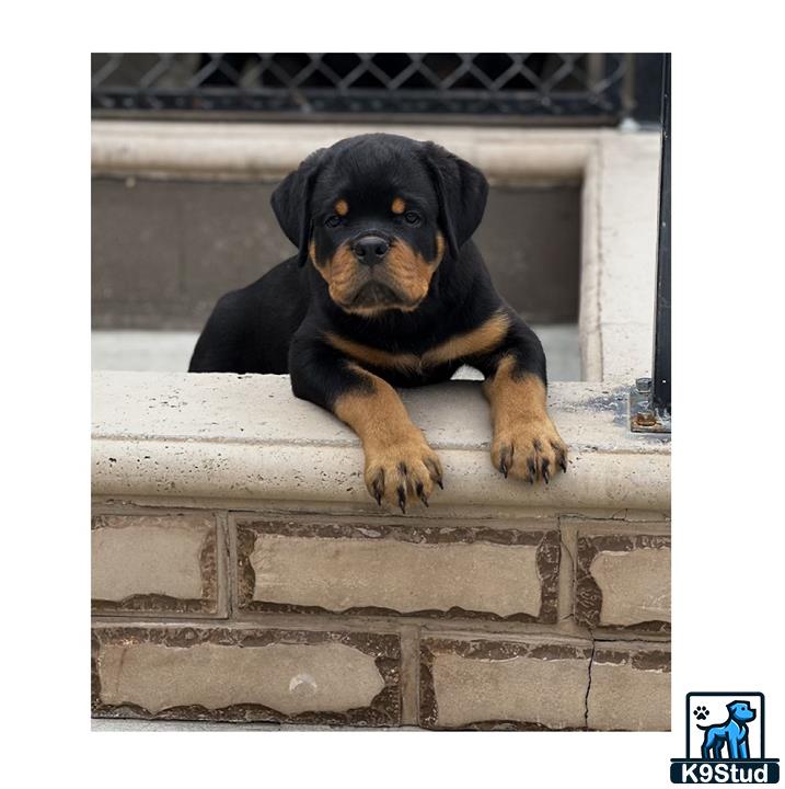 a rottweiler dog sitting on a ledge