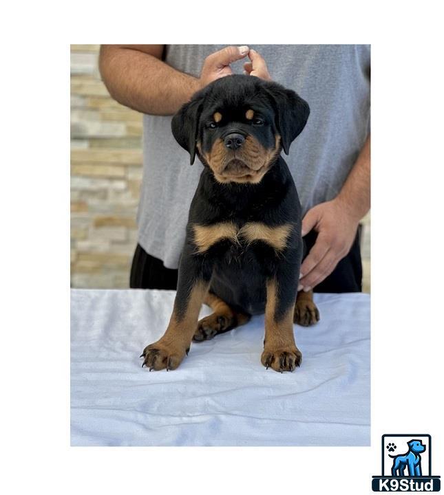 a person holding a rottweiler dog