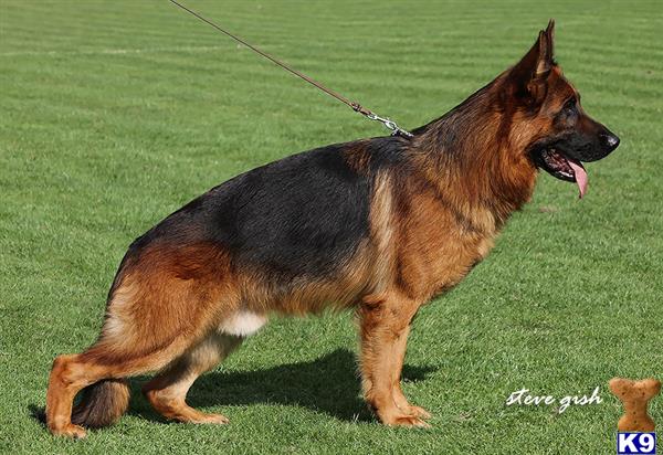 a german shepherd dog on a leash