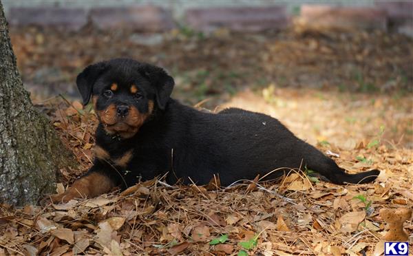a rottweiler dog lying on the ground