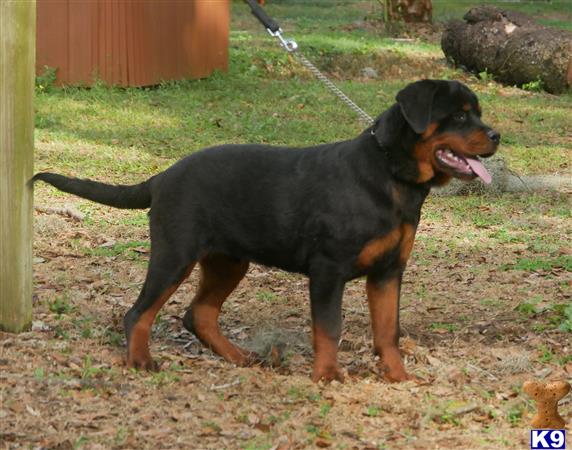 a rottweiler dog on a leash