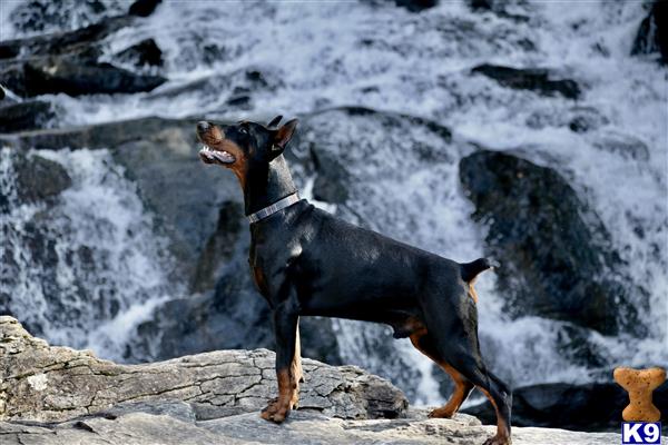 a doberman pinscher dog standing on a rock