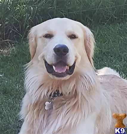 a golden retriever dog with its mouth open