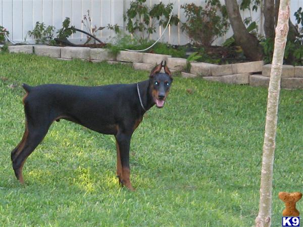 Doberman Pinscher Stud Dog: Texas Paximillion the 4th 17 Years old