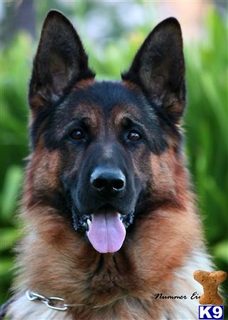 a german shepherd dog with its tongue out