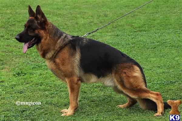 a german shepherd dog on a leash