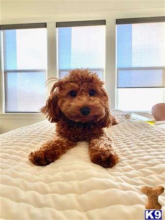 a goldendoodles dog sitting on a bed