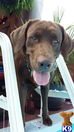 a labrador retriever dog with its tongue out